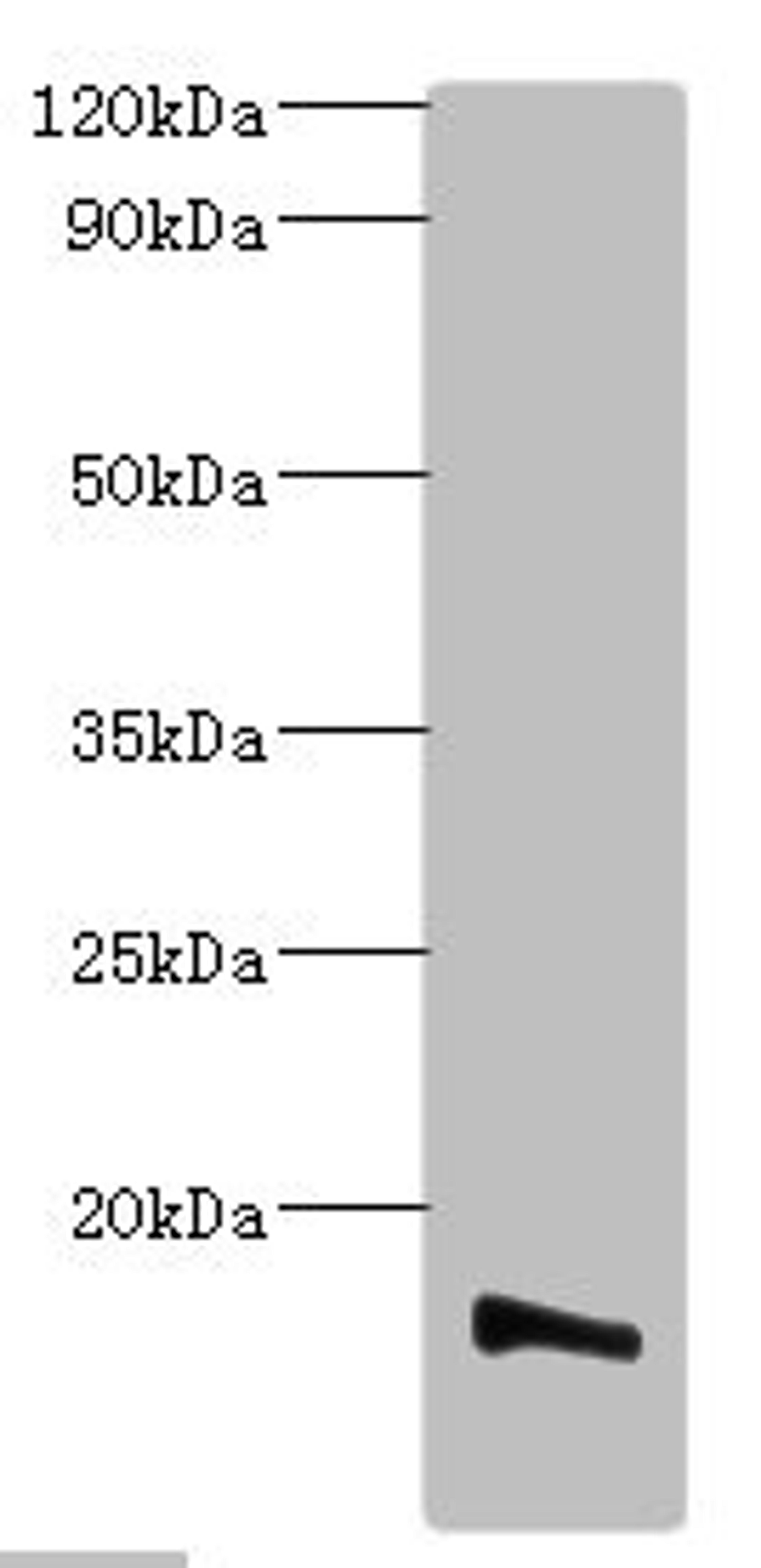 Western blot. All lanes: Transmembrane protein 14B antibody at 2ug/ml + K562 whole cell lysate. Secondary. Goat polyclonal to rabbit IgG at 1/10000 dilution. Predicted band size: 13, 9 kDa. Observed band size: 13 kDa. 