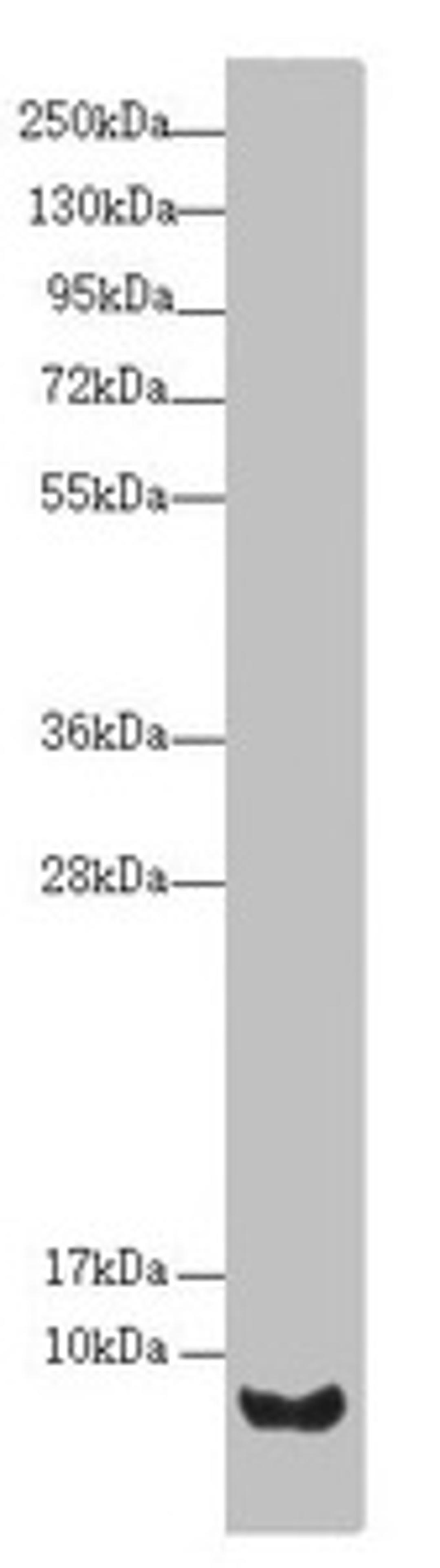 Western blot. All lanes: UQCR10 antibody at 2.02µg/ml + HepG2 whole cell lysate. Secondary. Goat polyclonal to rabbit IgG at 1/10000 dilution. Predicted band size: 8, 7 kDa. Observed band size: 8 kDa