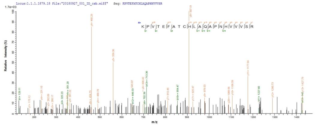 Based on the SEQUEST from database of Yeast host and target protein, the LC-MS/MS Analysis result of CSB-YP023412RA could indicate that this peptide derived from Yeast-expressed Rattus norvegicus (Rat) Tf.