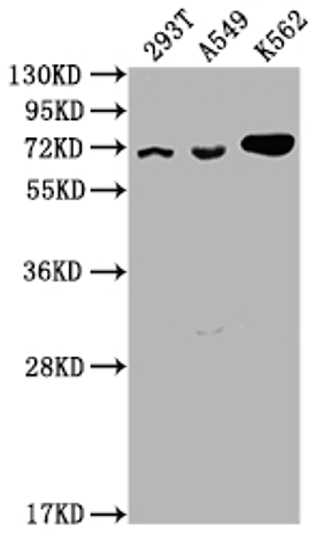 Western Blot. Positive WB detected in: 293T whole cell lysate, A549 whole cell lysate, K562 whole cell lysate. All lanes: ATAD3A antibody at 1:2000. Secondary. Goat polyclonal to rabbit IgG at 1/50000 dilution. Predicted band size: 72, 67, 58 kDa. Observed band size: 72 kDa. 