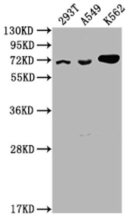 Western Blot. Positive WB detected in: 293T whole cell lysate, A549 whole cell lysate, K562 whole cell lysate. All lanes: ATAD3A antibody at 1:2000. Secondary. Goat polyclonal to rabbit IgG at 1/50000 dilution. Predicted band size: 72, 67, 58 kDa. Observed band size: 72 kDa. 