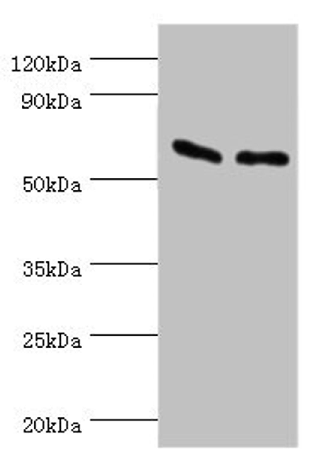 Western blot. All lanes: ATP synthase subunit beta, mitochondrial antibody at 9ug/ml. Lane 1: Hela whole cell lysate. Lane 2: HepG2 whole cell lysate. Secondary. Goat polyclonal to rabbit IgG at 1/10000 dilution. Predicted band size: 57 kDa. Observed band size: 57 kDa. 