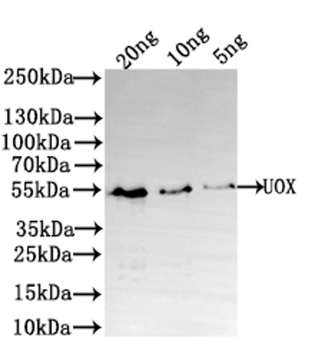 Western Blot. Positive WB detected in: recombinant protein. All lanes: UOX Antibody at 1:1000. Secondary. Goat polyclonal to rabbit IgG at 1/50000 dilution. Predicted band size: 48 kDa. Observed band size: 50 kDa. 