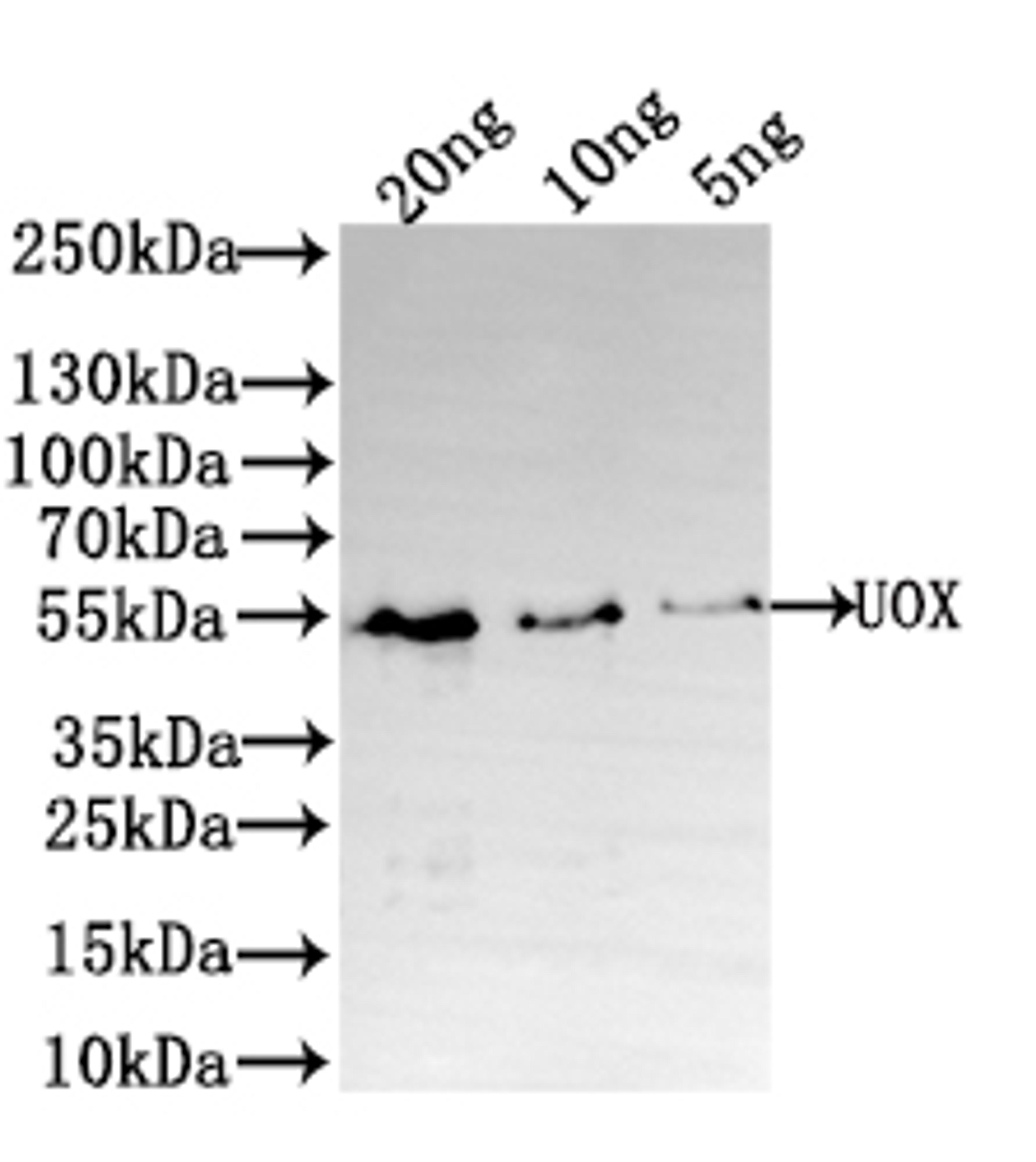 Western Blot. Positive WB detected in: recombinant protein. All lanes: UOX Antibody at 1:1000. Secondary. Goat polyclonal to rabbit IgG at 1/50000 dilution. Predicted band size: 48 kDa. Observed band size: 50 kDa. 