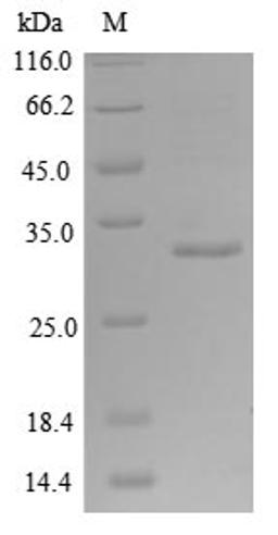 (Tris-Glycine gel) Discontinuous SDS-PAGE (reduced) with 5% enrichment gel and 15% separation gel.