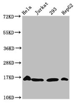 Western Blot. Positive WB detected in: Hela whole cell lysate, Jurkat whole cell lysate, 293 whole cell lysate, HepG2 whole cell lysate (treated by 30mM sodium crotonylate for 4h). All lanes: HIST1H3A antibody at 1.5µg/ml. Secondary. Goat polyclonal to rabbit IgG at 1/50000 dilution. Predicted band size: 16 kDa. Observed band size: 16 kDa