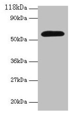Western blot. All lanes: Angpt2 antibody at 2µg/ml + Mouse lung tissue. Secondary. Goat polyclonal to rabbit IgG at 1/10000 dilution. Predicted band size: 57 kDa. Observed band size: 57 kDa