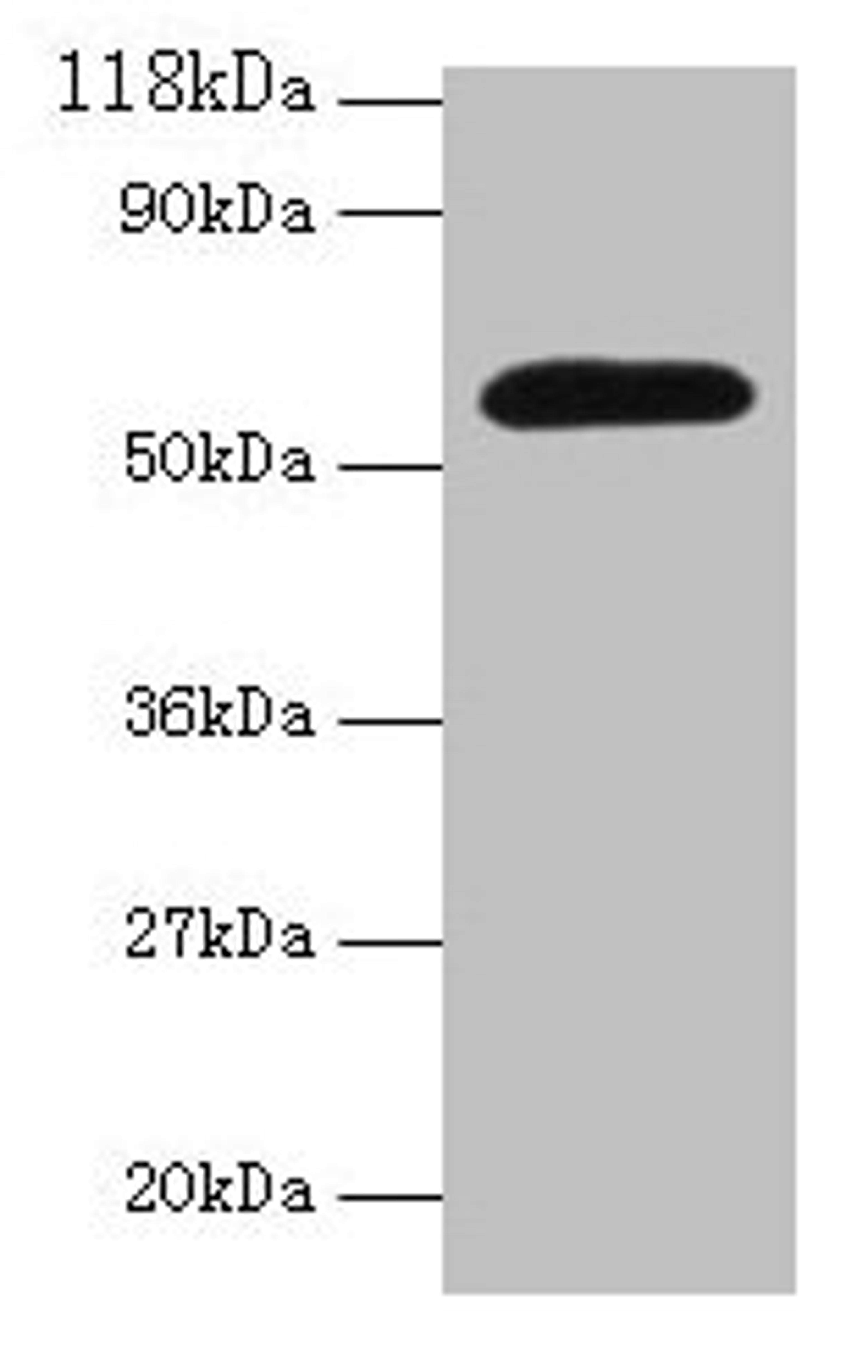 Western blot. All lanes: Angpt2 antibody at 2µg/ml + Mouse lung tissue. Secondary. Goat polyclonal to rabbit IgG at 1/10000 dilution. Predicted band size: 57 kDa. Observed band size: 57 kDa