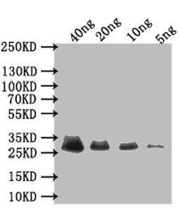 Western Blot. Positive WB detected in: recombinant protein. All lanes: Early E3 18.5 kDa glycoprotein Antibody at 1:1000. Secondary. Goat polyclonal to rabbit IgG at 1/50000 dilution. Predicted band size: 30 kDa. Observed band size: 30 kDa. 