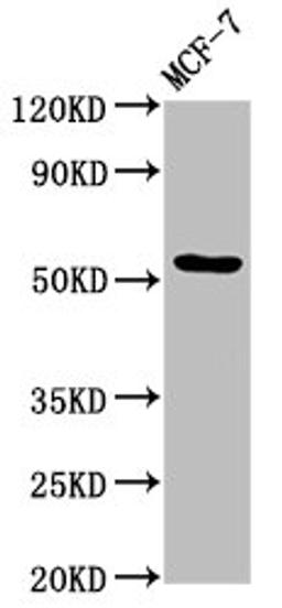 Western Blot. Positive WB detected in: MCF-7 whole cell lysate. All lanes: DOK7 antibody at 4.9µg/ml. Secondary. Goat polyclonal to rabbit IgG at 1/50000 dilution. Predicted band size: 54, 38, 28, 64 kDa. Observed band size: 54 kDa