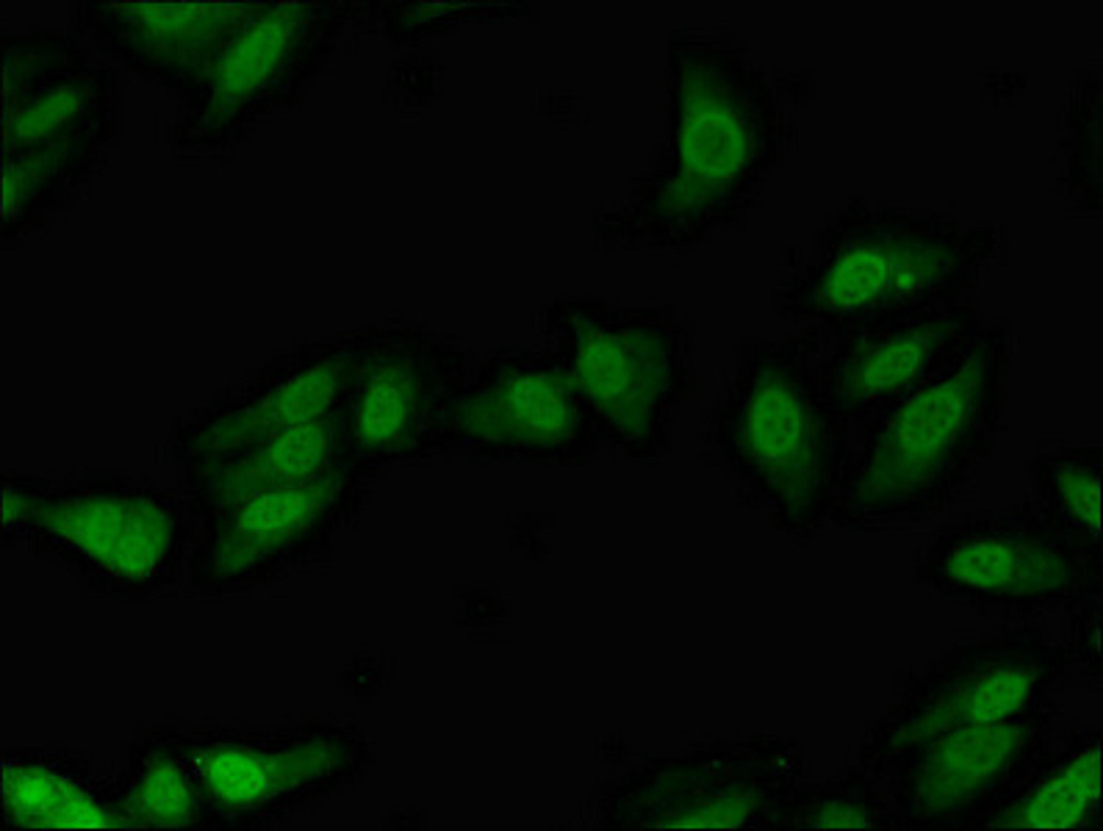 Immunofluorescent analysis of Hela cells using CSB-PA871513LA01HU at dilution of 1:100 and Alexa Fluor 488-congugated AffiniPure Goat Anti-Rabbit IgG(H+L)