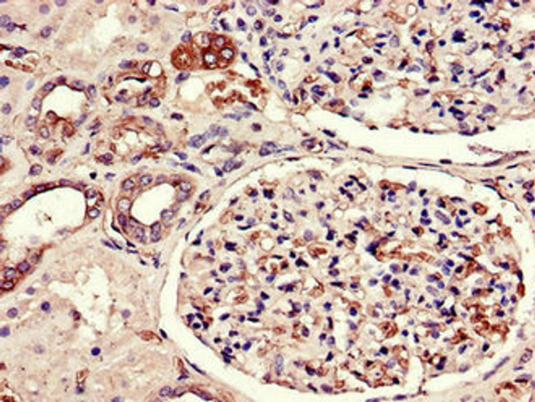Immunohistochemistry of paraffin-embedded human kidney tissue using CSB-PA07269A0Rb at dilution of 1:100