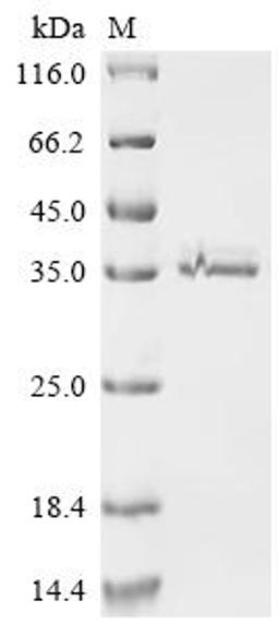 (Tris-Glycine gel) Discontinuous SDS-PAGE (reduced) with 5% enrichment gel and 15% separation gel.
