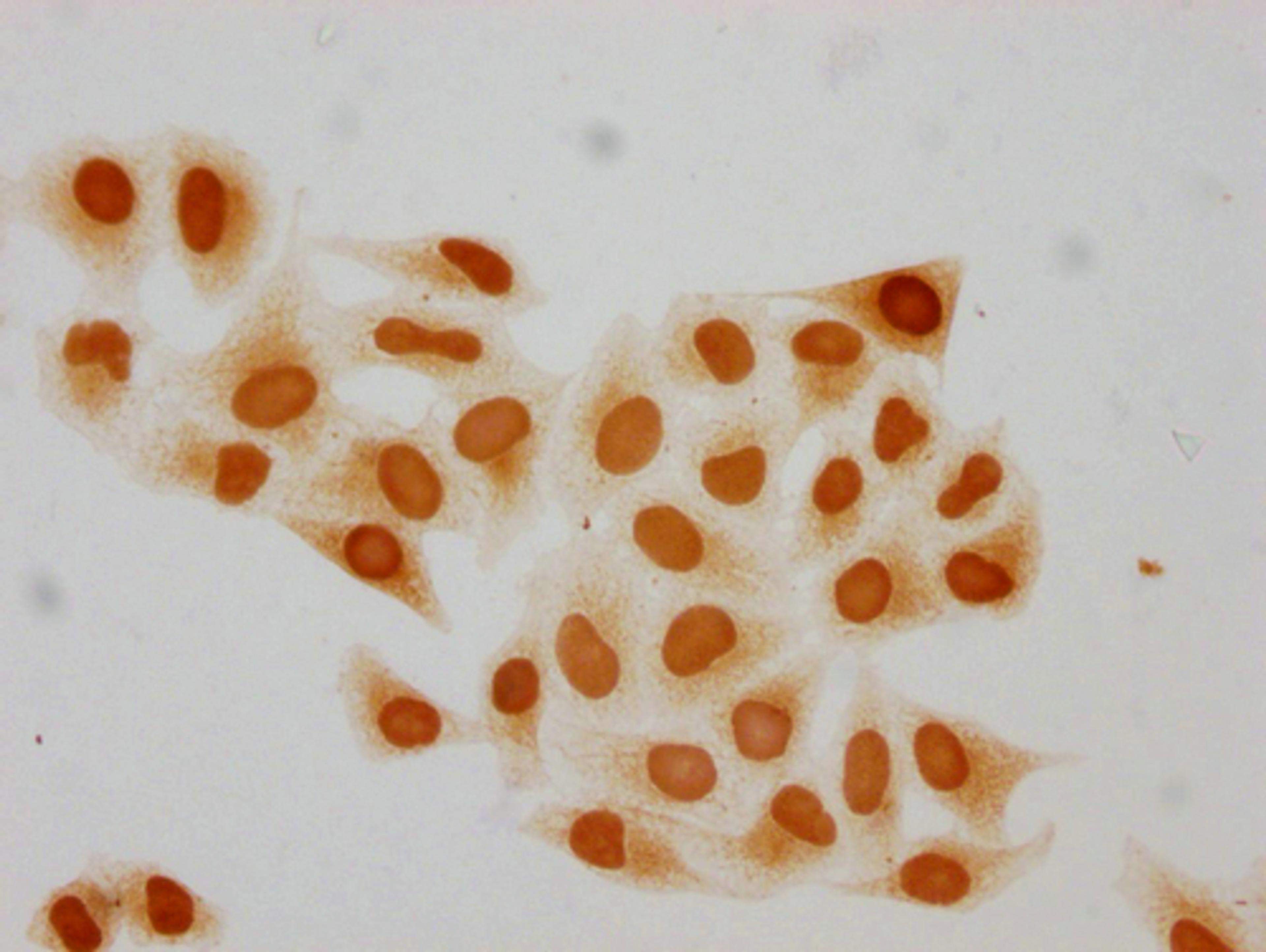 Immunocytochemistry analysis of CSB-PA010403PA15me1HU diluted at 1:20 and staining in Hela cells performed on a Leica BondTM system. The cells were fixed in 4% formaldehyde, permeabilized using 0.2% Triton X-100 and blocked with 10% normal goat serum 30min at RT. Then primary antibody (1% BSA) was incubated at 4°C overnight. The primary is detected by a biotinylated secondary antibody and visualized using an HRP conjugated SP system.