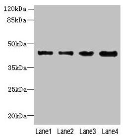 Western blot. All lanes: KCTD9 antibody at 8µg/ml. Lane 1: MCF-7 whole cell lysate. Lane 2: HepG2 whole cell lysate. Lane 3: HT29 whole cell lysate. Lane 4: U251 whole cell lysate. Secondary. Goat polyclonal to rabbit IgG at 1/10000 dilution. Predicted band size: 43 kDa. Observed band size: 43 kDa