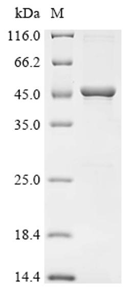 (Tris-Glycine gel) Discontinuous SDS-PAGE (reduced) with 5% enrichment gel and 15% separation gel.