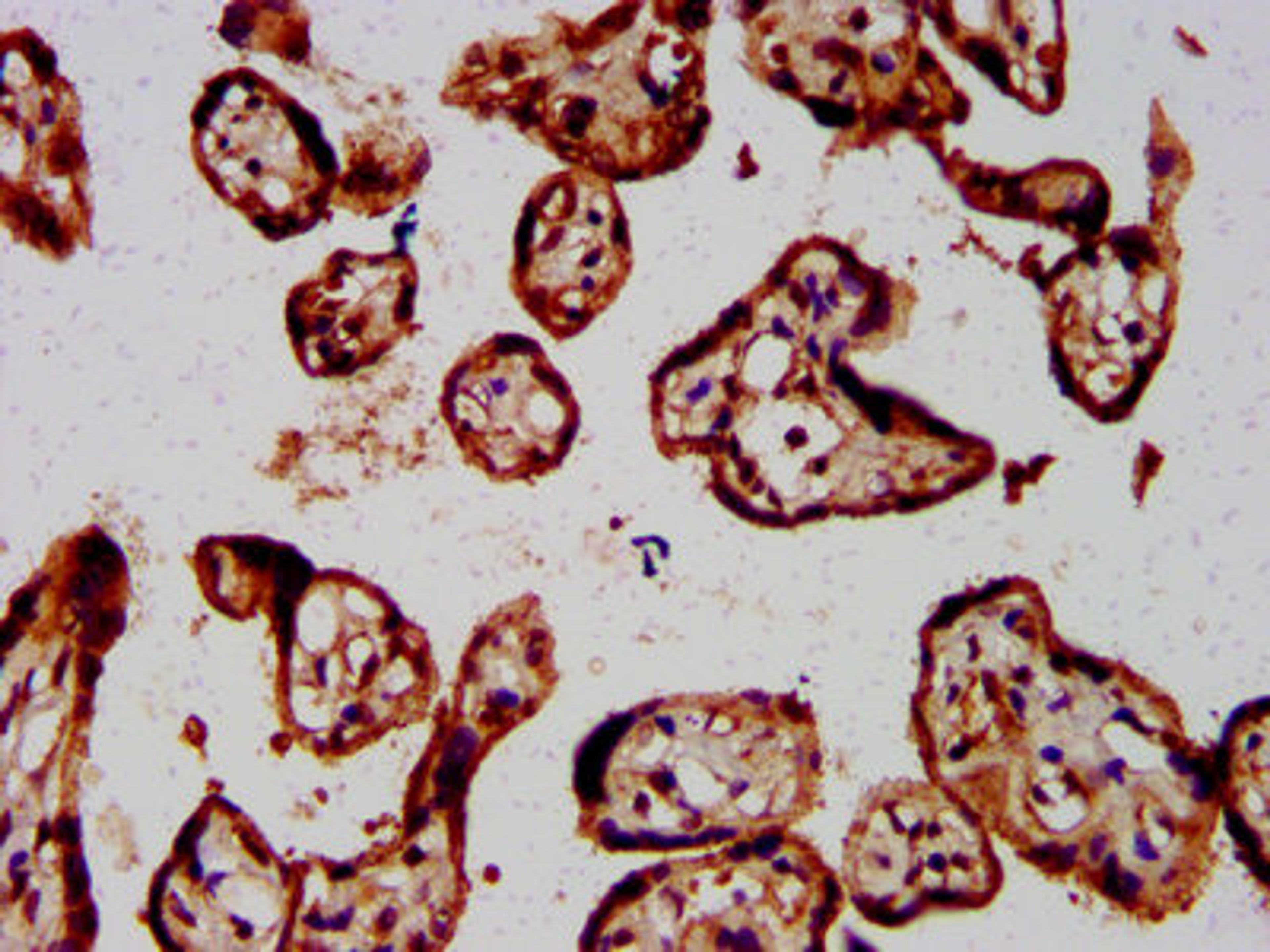 IHC image of CSB-PA008784LA01HU diluted at 1:800 and staining in paraffin-embedded human placenta tissue performed on a Leica BondTM system. After dewaxing and hydration, antigen retrieval was mediated by high pressure in a citrate buffer (pH 6.0). Section was blocked with 10% normal goat serum 30min at RT. Then primary antibody (1% BSA) was incubated at 4&deg;C overnight. The primary is detected by a biotinylated secondary antibody and visualized using an HRP conjugated SP system.