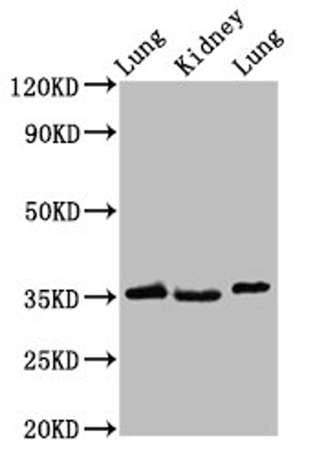 Western Blot. Positive WB detected in: Rat lung tissue, Rat kidney tissue, Mouse lung tissue. All lanes: HOXD1 antibody at 2.4ug/ml. Secondary. Goat polyclonal to rabbit IgG at 1/50000 dilution. Predicted band size: 35 kDa. Observed band size: 35 kDa. 