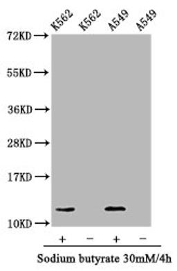 Western Blot. Positive WB detected in: K562 whole cell lysate, A549 whole cell lysate (treated with 30mM sodium butyrate for 4h or not). All lanes: HIST1H4A antibody at 1.05µg/ml. Secondary. Goat polyclonal to rabbit IgG at 1/50000 dilution. Predicted band size: 12 kDa. Observed band size: 12 kDa