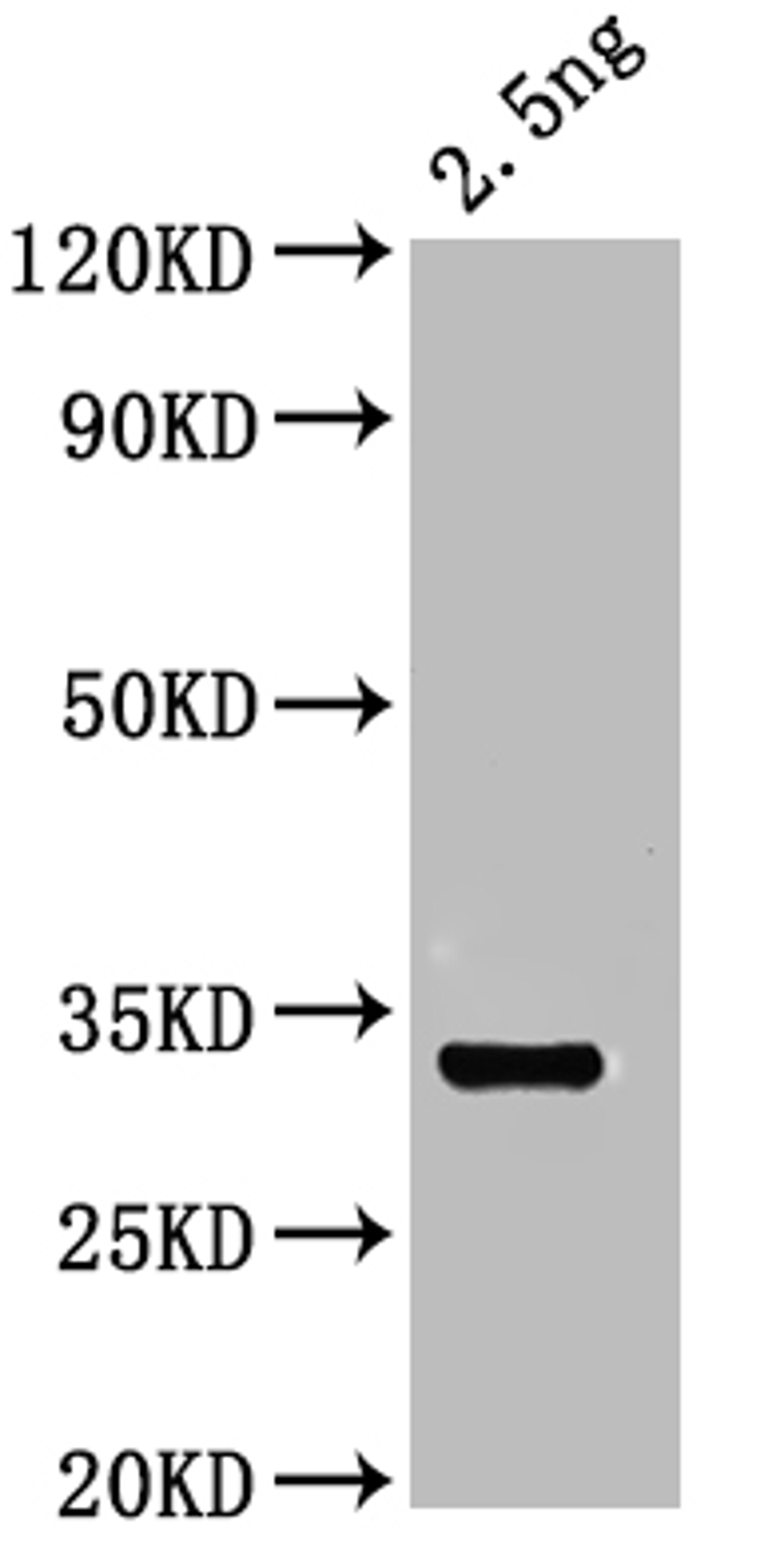 Western Blot. Positive WB detected in: recombinant protein. All lanes: otop1 Antibody at 1:1000. Secondary. Goat polyclonal to rabbit IgG at 1/50000 dilution. Predicted band size: 31 kDa. Observed band size: 31 kDa. 