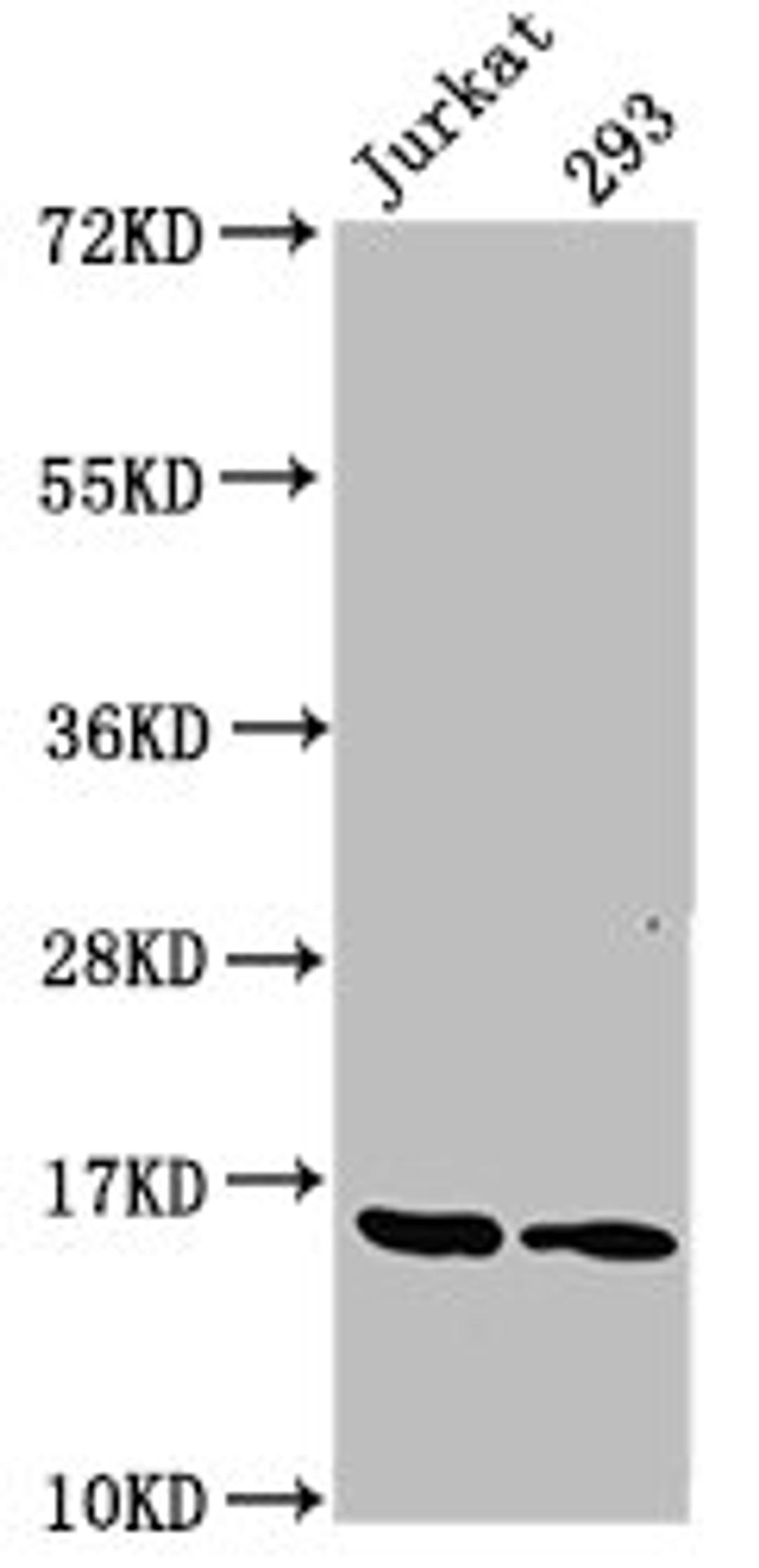 Western Blot. Positive WB detected in: Jurkat whole cell lysate, 293 whole cell lysate. All lanes: HIST1H3A antibody at 1.25µg/ml. Secondary. Goat polyclonal to rabbit IgG at 1/50000 dilution. Predicted band size: 16 kDa. Observed band size: 16 kDa