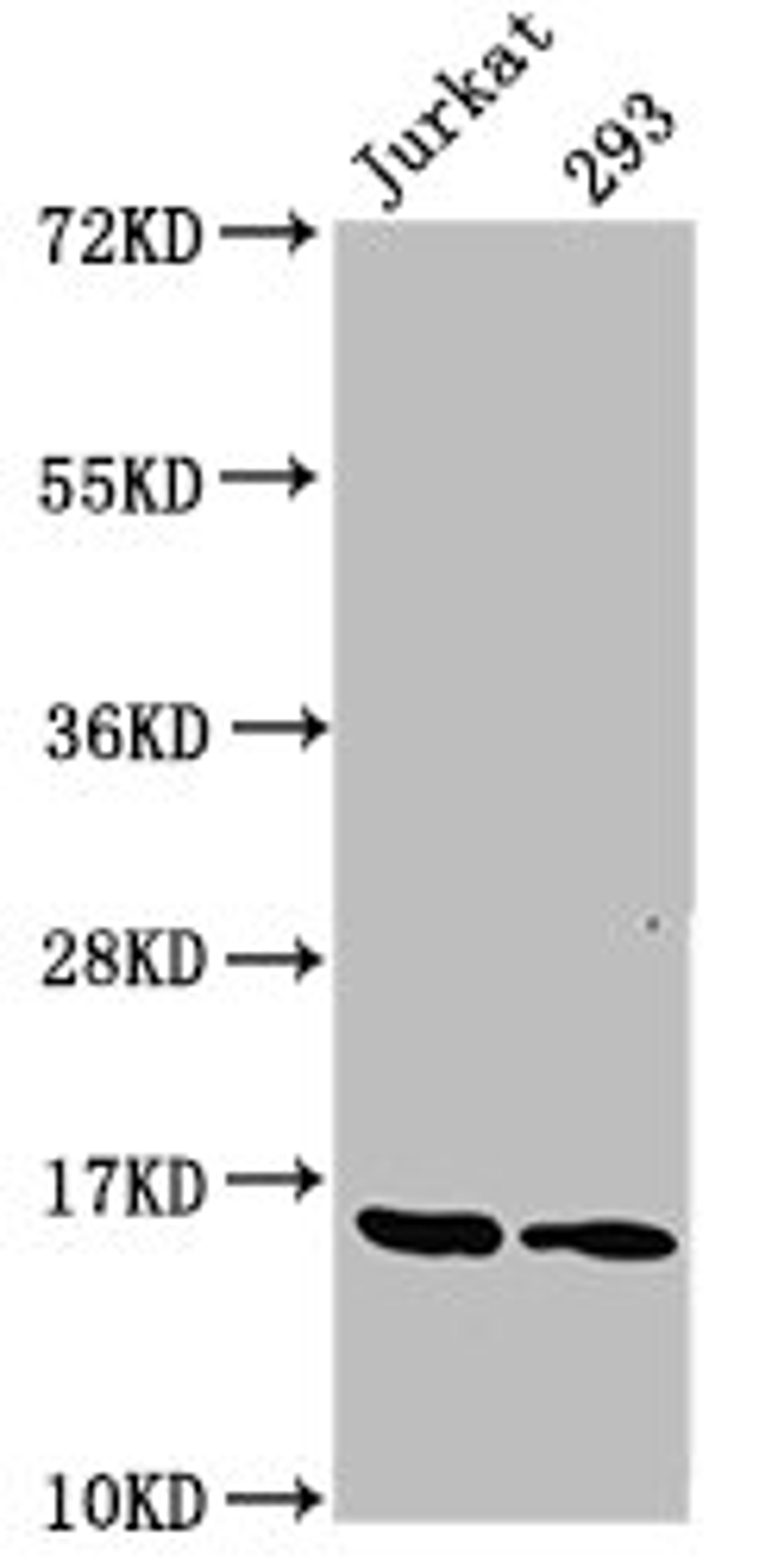 Western Blot. Positive WB detected in: Jurkat whole cell lysate, 293 whole cell lysate. All lanes: HIST1H3A antibody at 1.25µg/ml. Secondary. Goat polyclonal to rabbit IgG at 1/50000 dilution. Predicted band size: 16 kDa. Observed band size: 16 kDa