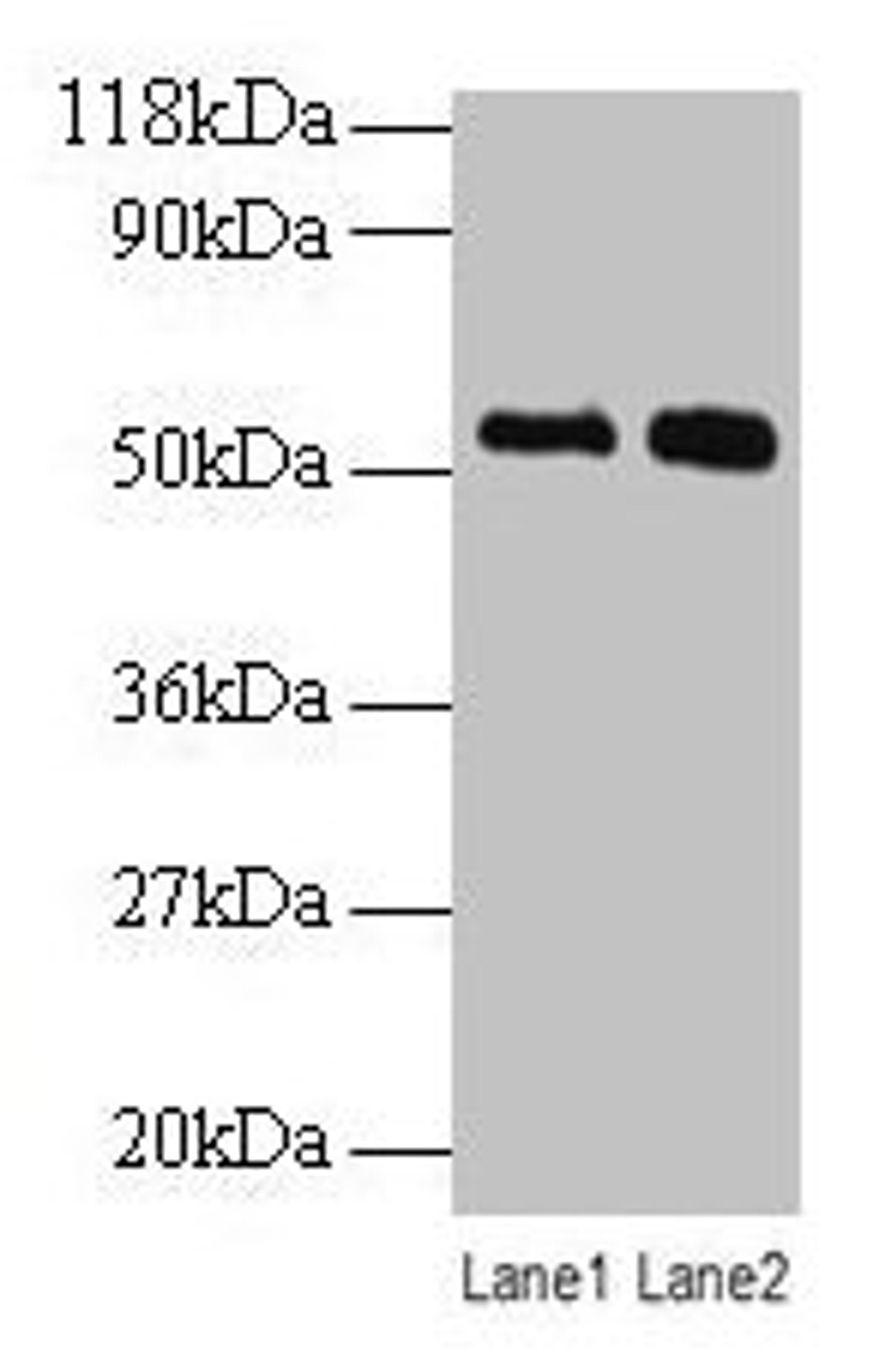 Western blot. All lanes: BMP3 antibody at 2µg/ml. Lane 1: SW1990 whole cell lysate. Lane 2: 293T whole cell lysate. Secondary. Goat polyclonal to rabbit IgG at 1/10000 dilution. Predicted band size: 54 kDa. Observed band size: 54 kDa