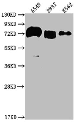 Western Blot. Positive WB detected in: A549 whole cell lysate, 293T whole cell lysate, K562 whole cell lysate. All lanes: CD55 antibody at 1:2000. Secondary. Goat polyclonal to rabbit IgG at 1/50000 dilution. Predicted band size: 42, 49, 40, 57, 60 kDa. Observed band size: 70 kDa. 