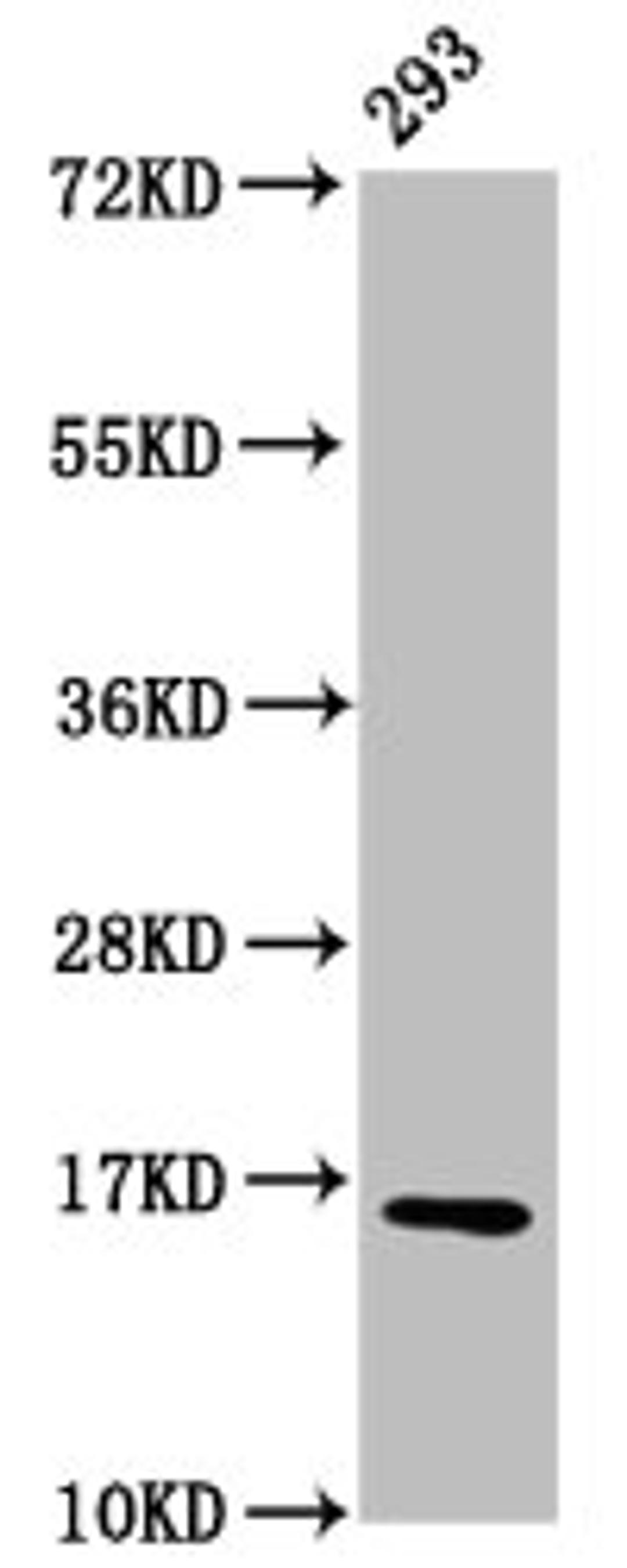 Western Blot. Positive WB detected in: 293 whole cell lysate. All lanes: HIST1H3A antibody at 0.55µg/ml. Secondary. Goat polyclonal to rabbit IgG at 1/50000 dilution. Predicted band size: 16 kDa. Observed band size: 16 kDa