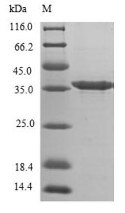 (Tris-Glycine gel) Discontinuous SDS-PAGE (reduced) with 5% enrichment gel and 15% separation gel.
