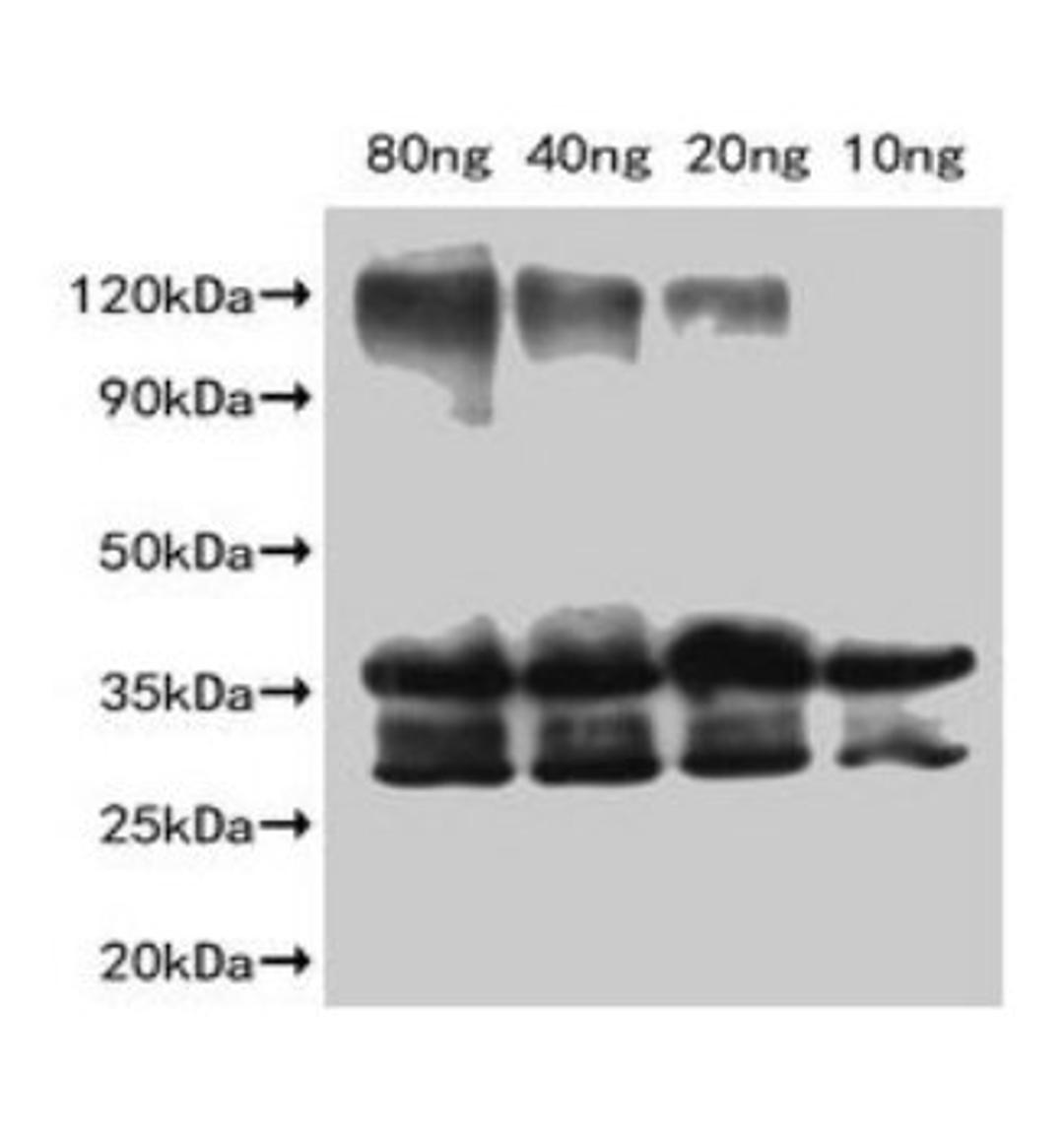 Western Blot. Positive WB detected in Recombinant protein. All lanes: Slfn9 antibody at 1:2000. Secondary. Goat polyclonal to rabbit IgG at 1/50000 dilution. Predicted band size: 36.2 kDa. Observed band size: 35 kDa. 