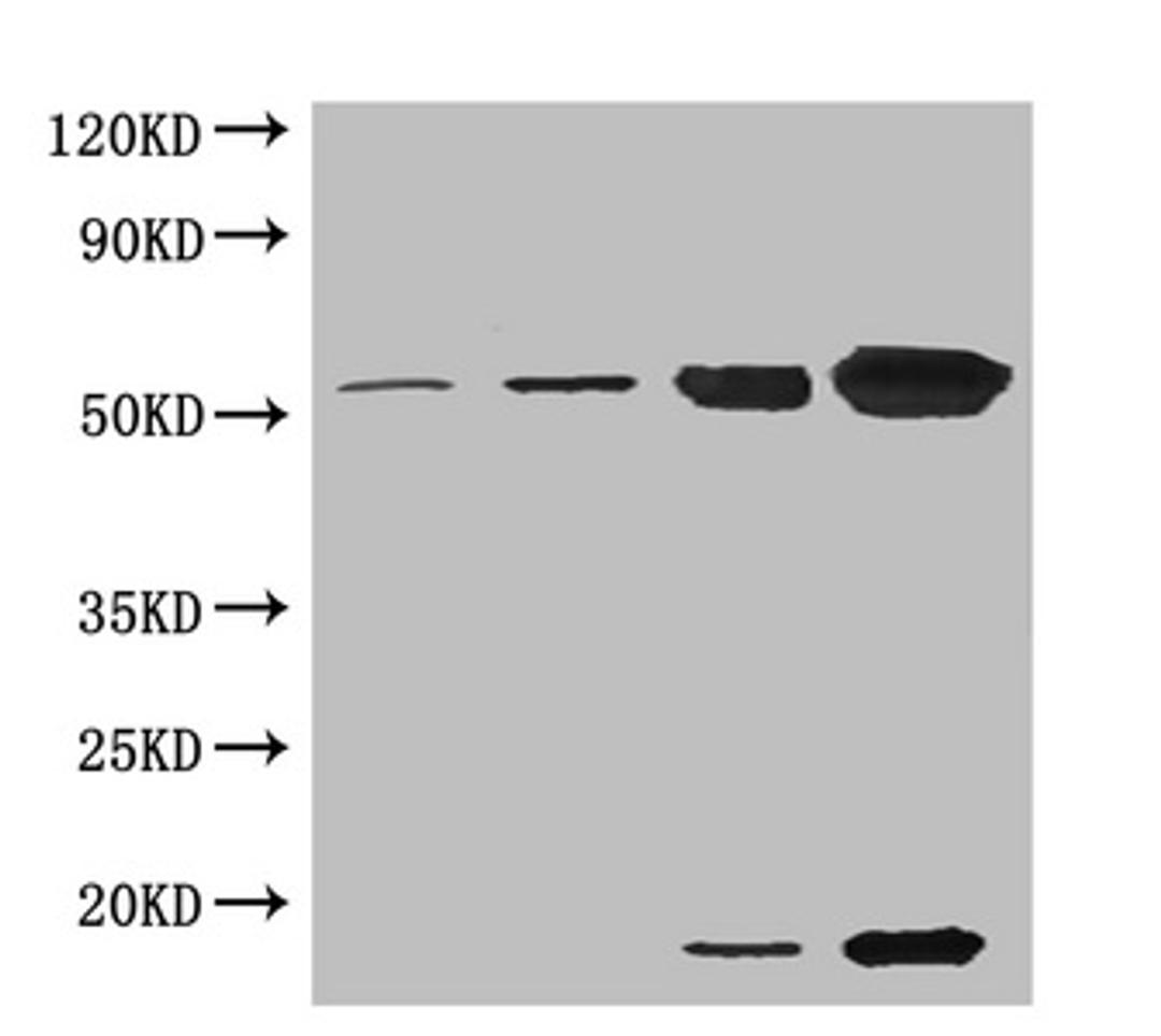 Western blot. All lanes: Ribulose-1,5-bisphosphate carboxylase oxygenase antibody at 5µg/ml. Lane 1: Ribulose-1,5-bisphosphate carboxylase oxygenase at 0.01µg/ml. Lane 2: Ribulose-1,5-bisphosphate carboxylase oxygenase at 0.1µg/ml. Lane 3: Ribulose-1,5-bisphosphate carboxylase oxygenase at 1µg/ml. Lane 4: Ribulose-1,5-bisphosphate carboxylase oxygenase at 10µg/ml. Secondary. Goat polyclonal to rabbit IgG at 1/15000 dilution. Predicted band size: 55, 14 kDa. Observed band size: 55, 14 kDa