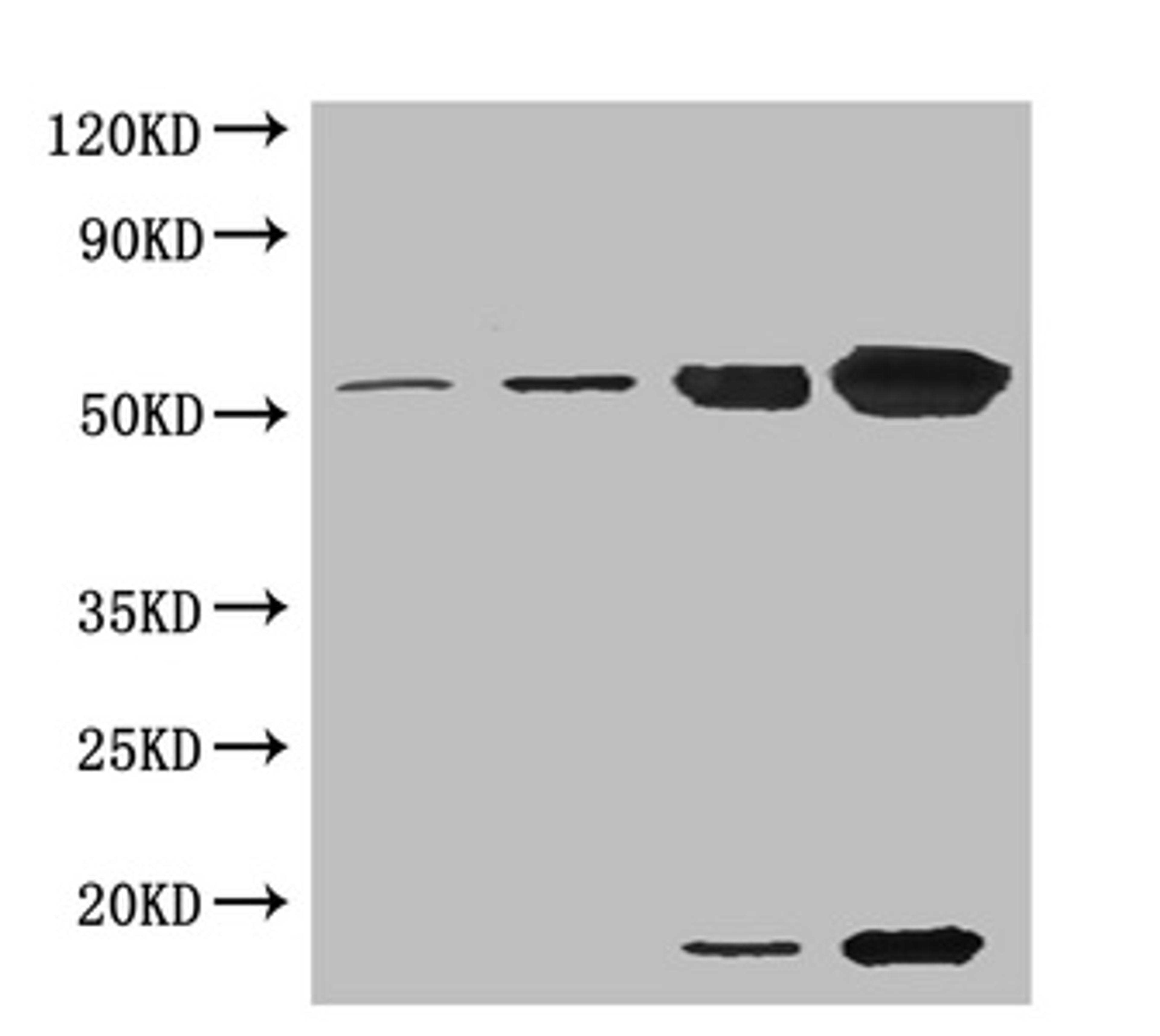 Western blot. All lanes: Ribulose-1,5-bisphosphate carboxylase oxygenase antibody at 5µg/ml. Lane 1: Ribulose-1,5-bisphosphate carboxylase oxygenase at 0.01µg/ml. Lane 2: Ribulose-1,5-bisphosphate carboxylase oxygenase at 0.1µg/ml. Lane 3: Ribulose-1,5-bisphosphate carboxylase oxygenase at 1µg/ml. Lane 4: Ribulose-1,5-bisphosphate carboxylase oxygenase at 10µg/ml. Secondary. Goat polyclonal to rabbit IgG at 1/15000 dilution. Predicted band size: 55, 14 kDa. Observed band size: 55, 14 kDa