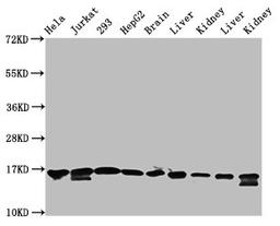 Western Blot. Positive WB detected in: Hela whole cell lysate, Jurkat whole cell lysate, 293 whole cell lysate, HepG2 whole cell lysate, Rat brain tissue, Rat liver tissue, Rat kidney tissue, Mouse liver tissue, Mouse kidney tissue. All lanes: HIST1H3A antibody at 1.3µg/ml. Secondary. Goat polyclonal to rabbit IgG at 1/50000 dilution. Predicted band size: 16 kDa. Observed band size: 16 kDa