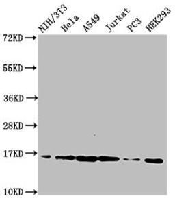 Western Blot. Positive WB detected in: NIH/3T3 cell acid extracts, Hela cell acid extracts, A549 cell acid extracts, Jurkat cell acid extracts, PC-3 cell acid extracts, HEK293 cell acid extracts. All lanes: HIST1H3A antibody at 2µg/ml. Secondary. Goat polyclonal to rabbit IgG at 1/50000 dilution. Predicted band size: 16 kDa. Observed band size: 16 kDa