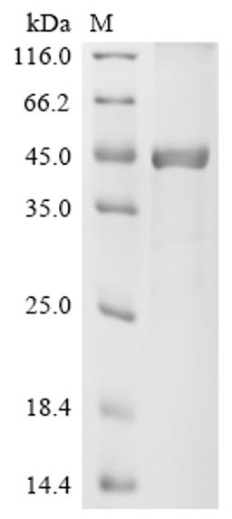 (Tris-Glycine gel) Discontinuous SDS-PAGE (reduced) with 5% enrichment gel and 15% separation gel.
