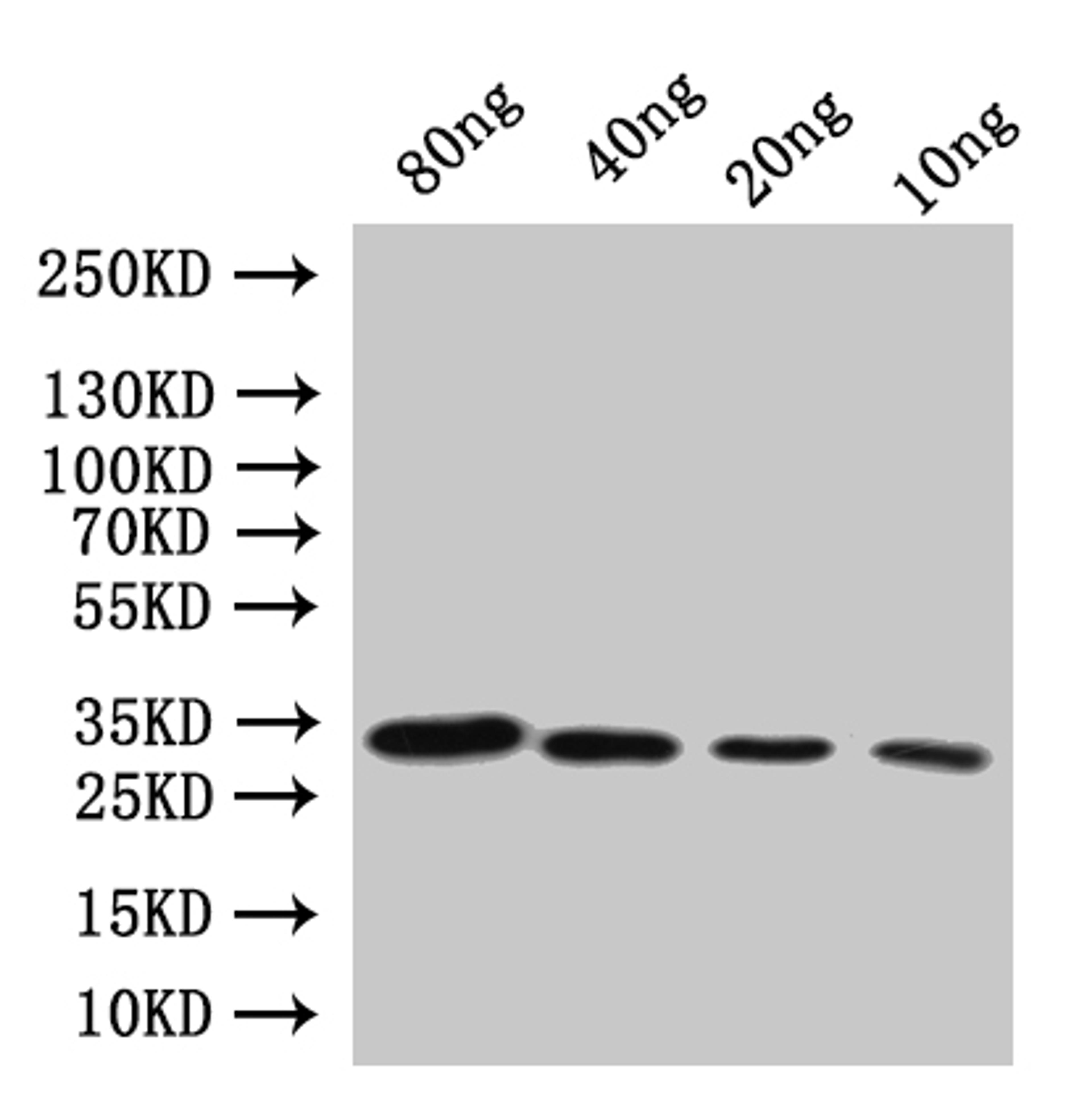 Western Blot. Positive WB detected in: recombinant protein. All lanes:Diphtheria toxin Antibody at 1:1000. Secondary. Goat polyclonal to rabbit IgG at 1/20000 dilution. Predicted band size: 28.6 kDa. Observed band size: 31 kDa. 