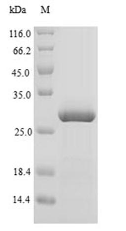 (Tris-Glycine gel) Discontinuous SDS-PAGE (reduced) with 5% enrichment gel and 15% separation gel.