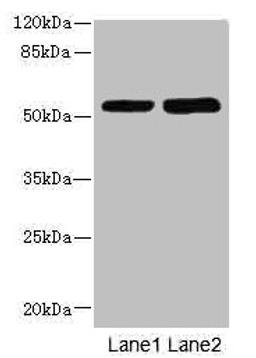 Western blot. All lanes: CHRNE antibody at 1.87µg/ml. Lane 1: Hela whole cell lysate. Lane 2: HepG2 whole cell lysate. Secondary. Goat polyclonal to rabbit IgG at 1/10000 dilution. Predicted band size: 55 kDa. Observed band size: 55 kDa