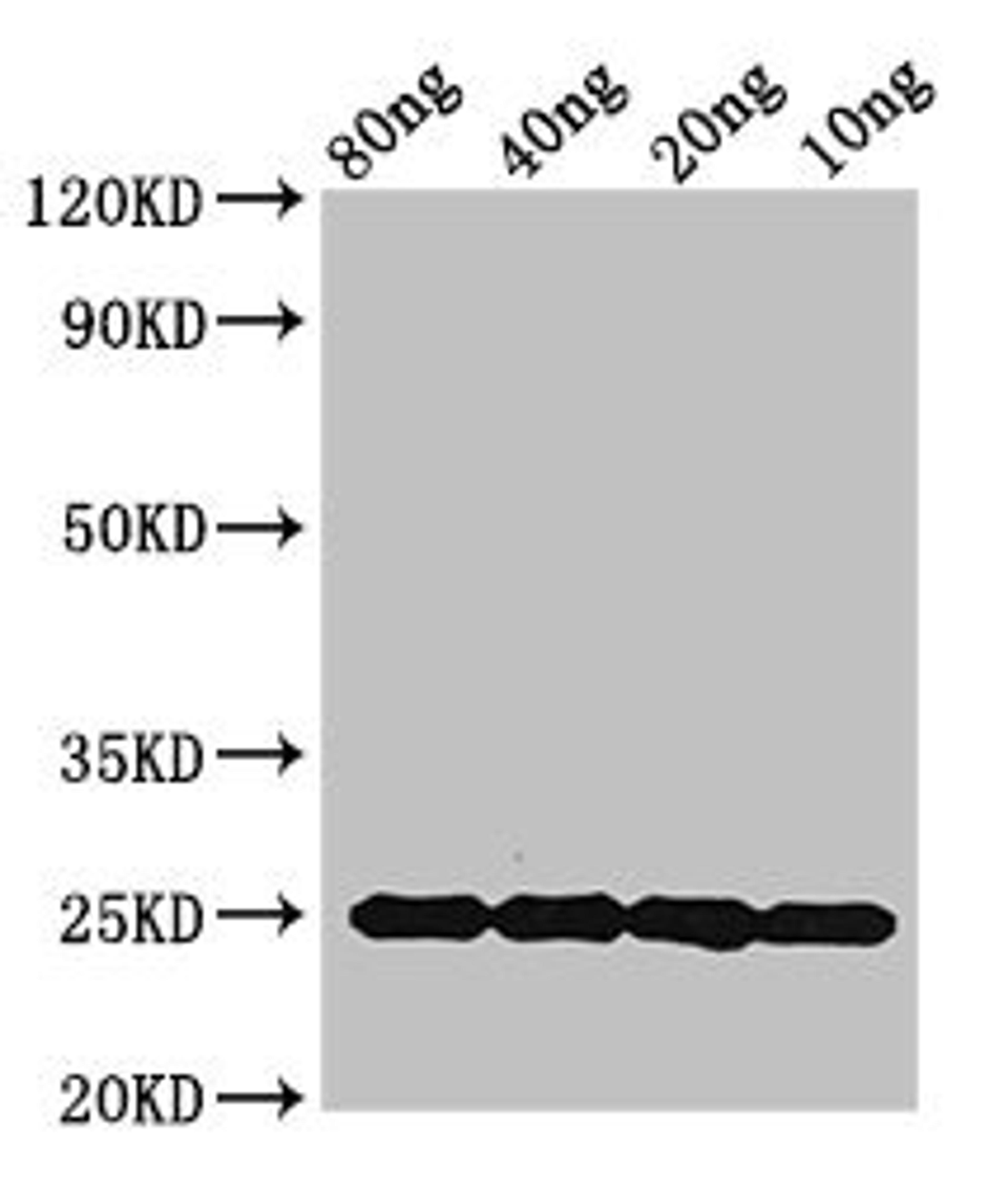 Western Blot. Positive WB detected in Recombinant protein. All lanes: mpt64 antibody at 1.5ug/ml. Secondary. Goat polyclonal to rabbit IgG at 1/50000 dilution. Predicted band size: 25 kDa. Observed band size: 25 kDa. 