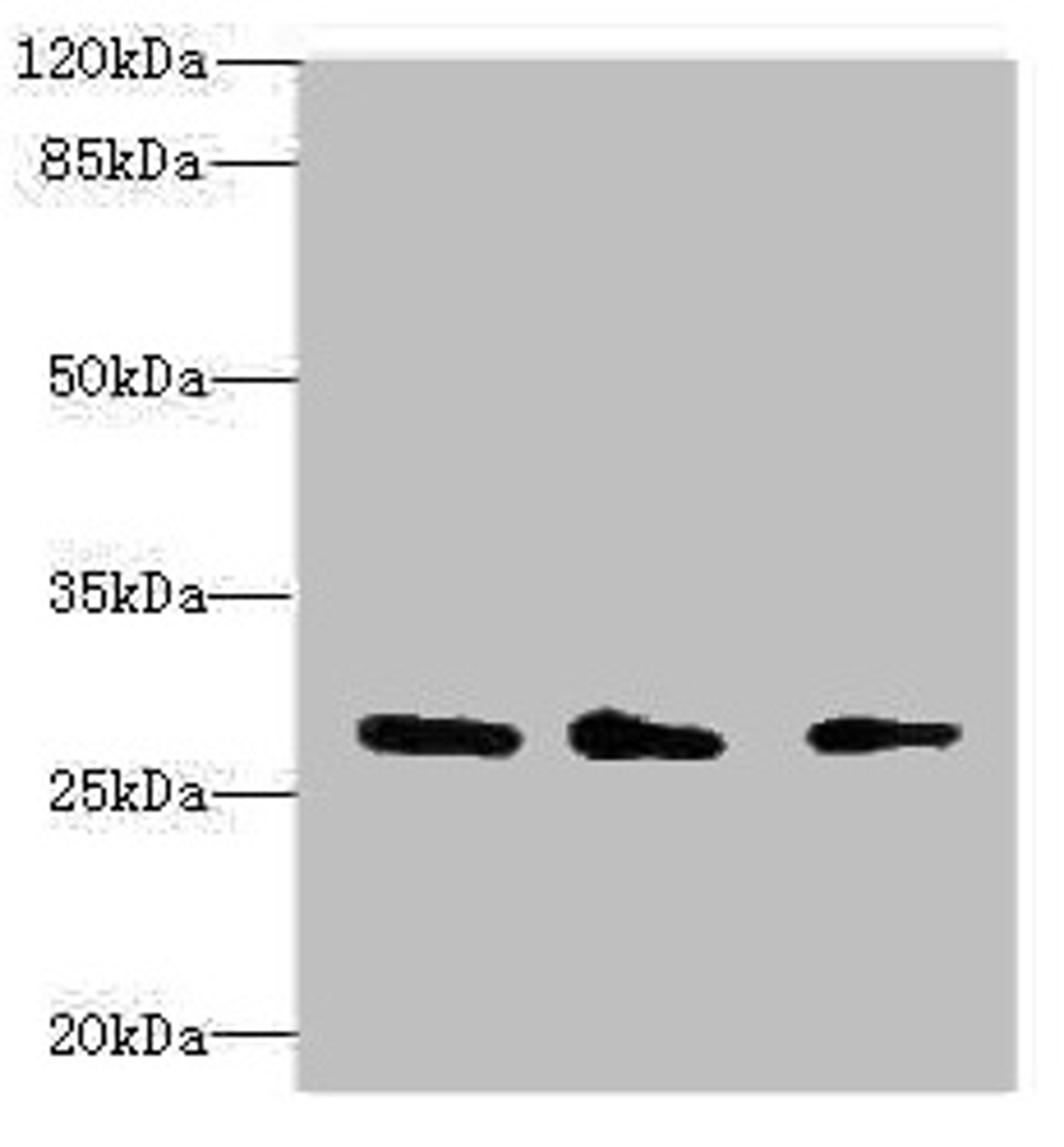 Western blot. All lanes: CAPNS1 antibody at 1.15µg/ml. Lane 1: Mouse lung tissue. Lane 2: Mouse brain tissue. Lane 3: Hela whole cell lysate. Secondary. Goat polyclonal to rabbit IgG at 1/10000 dilution. Predicted band size: 28 kDa. Observed band size: 28 kDa