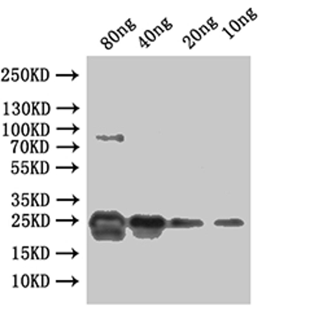 Western Blot. Positive WB detected in: recombinant protein. All lanes:ydiV Antibody at 1:1000. Secondary. Goat polyclonal to rabbit IgG at 1/50000 dilution. Predicted band size: 29 kDa. Observed band size: 29 kDa. 