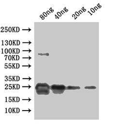 Western Blot. Positive WB detected in: recombinant protein. All lanes:ydiV Antibody at 1:1000. Secondary. Goat polyclonal to rabbit IgG at 1/50000 dilution. Predicted band size: 29 kDa. Observed band size: 29 kDa. 