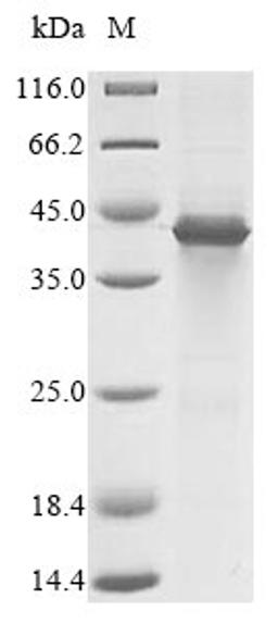 (Tris-Glycine gel) Discontinuous SDS-PAGE (reduced) with 5% enrichment gel and 15% separation gel.