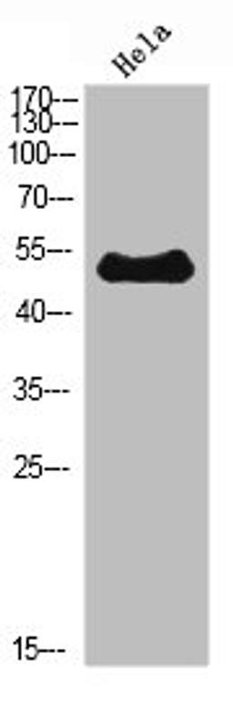 Western Blot analysis of Hela cells using ETBR Polyclonal Antibody diluted at 1:500. Secondary antibody  was diluted at 1:20000