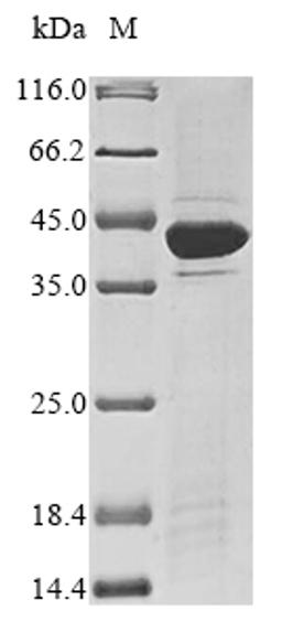 (Tris-Glycine gel) Discontinuous SDS-PAGE (reduced) with 5% enrichment gel and 15% separation gel.