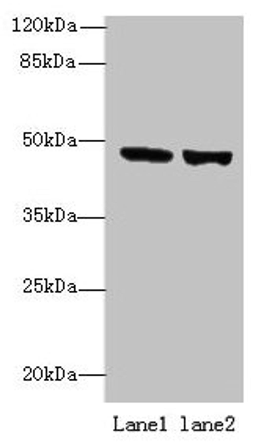 Western blot. All lanes: TENT5B antibody at 6µg/ml. Lane 1: 293T whole cell lysate. Lane 2: Hela whole cell lysate. Secondary. Goat polyclonal to rabbit IgG at 1/10000 dilution. Predicted band size: 47 kDa. Observed band size: 47 kDa