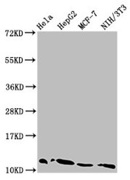 Western Blot. Positive WB detected in: Hela whole cell lysate, HepG2 whole cell lysate, MCF-7 whole cell lysate, NIH/3T3 whole cell lysate. All lanes: HIST1H4A antibody at 0.08µg/ml. Secondary. Goat polyclonal to rabbit IgG at 1/50000 dilution. Predicted band size: 12 kDa. Observed band size: 12 kDa