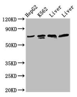 Western Blot. Positive WB detected in: HepG2 whole cell lysate, K562 whole cell lysate, Rat liver tissue, Mouse liver tissue. All lanes: PANX2 antibody at 4.2µg/ml. Secondary. Goat polyclonal to rabbit IgG at 1/50000 dilution. Predicted band size: 75, 71, 56 kDa. Observed band size: 75 kDa