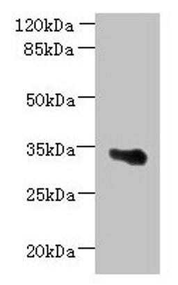 Western blot. All lanes: ARMCX6 antibody at 1.3µg/ml + U251 whole cell lysate. Secondary. Goat polyclonal to rabbit IgG at 1/10000 dilution. Predicted band size: 34 kDa. Observed band size: 34 kDa